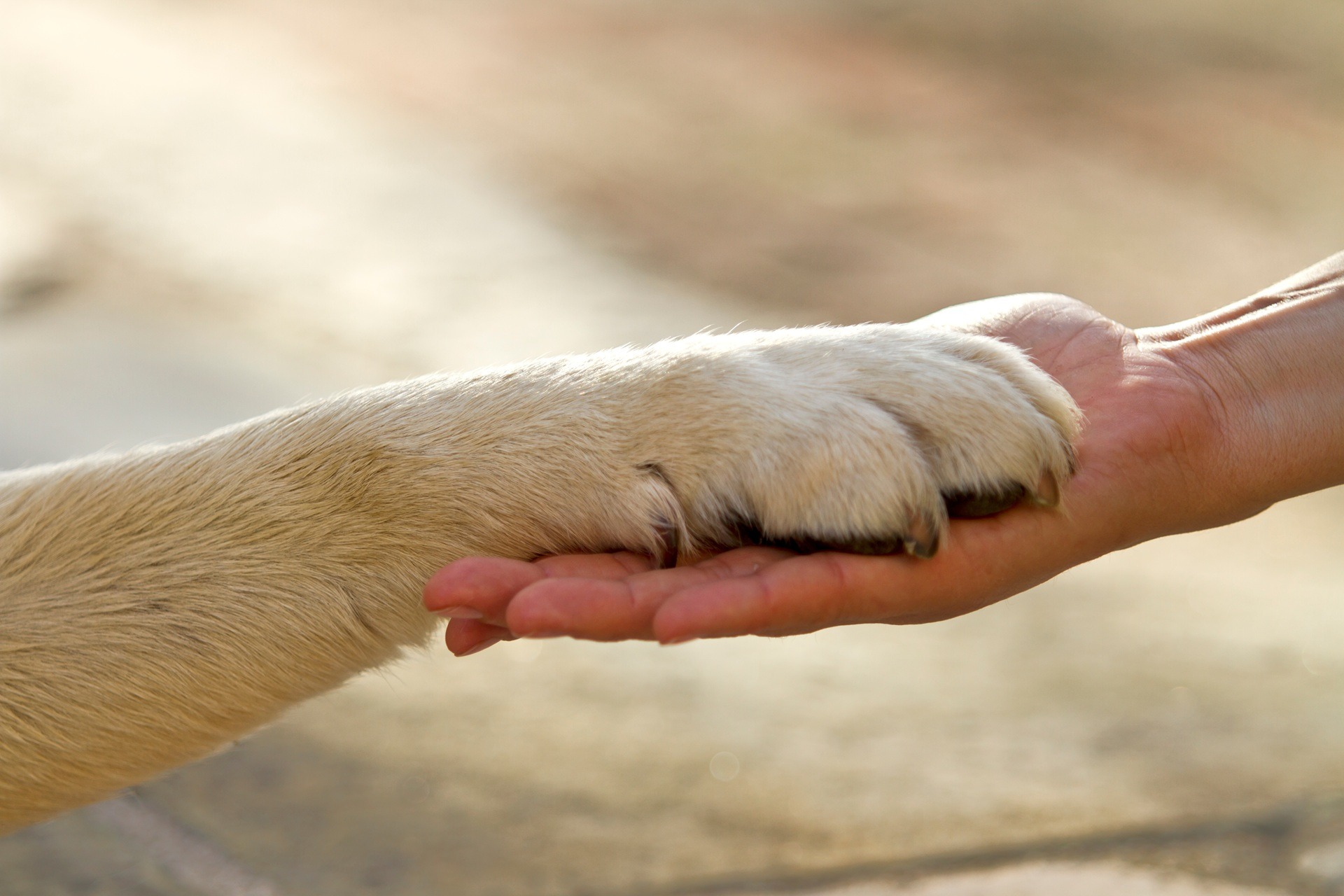 Hundepfote in Hand, Hundefutter purinarm